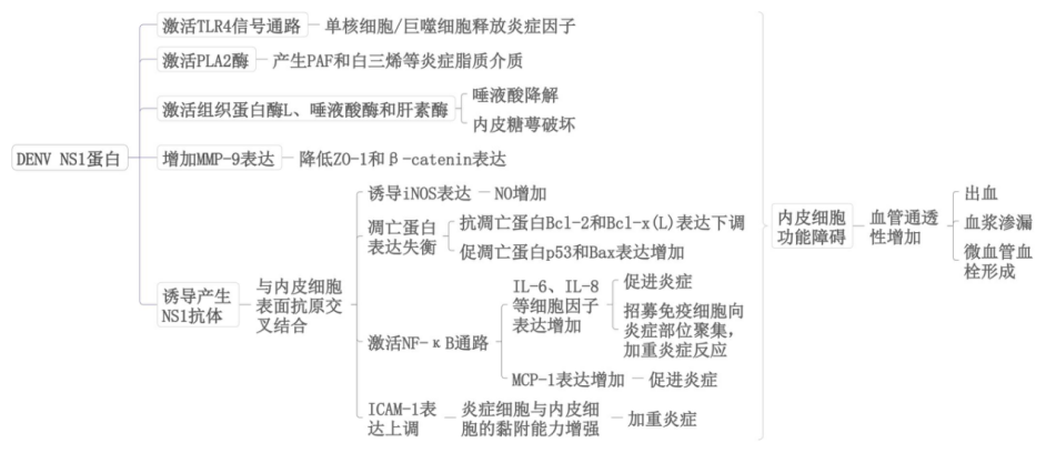 图1 登革病毒NS1蛋白和抗NS1抗体的病理机制示意图 Figure 1 Schematic diagram of the pathological mechanism of dengue virus NS1 protein and anti-NS1 antibody