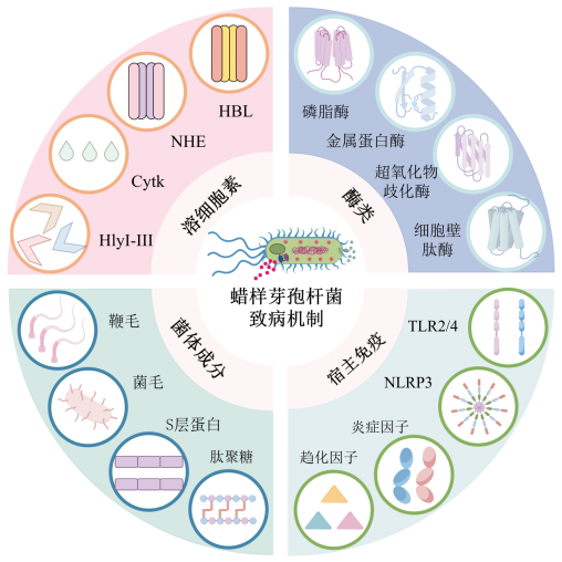 图1 蜡样芽孢杆菌眼内炎的主要致病机制 Figure 1 The main pathogenic mechanism of Bacillus cereus endophthalmitis