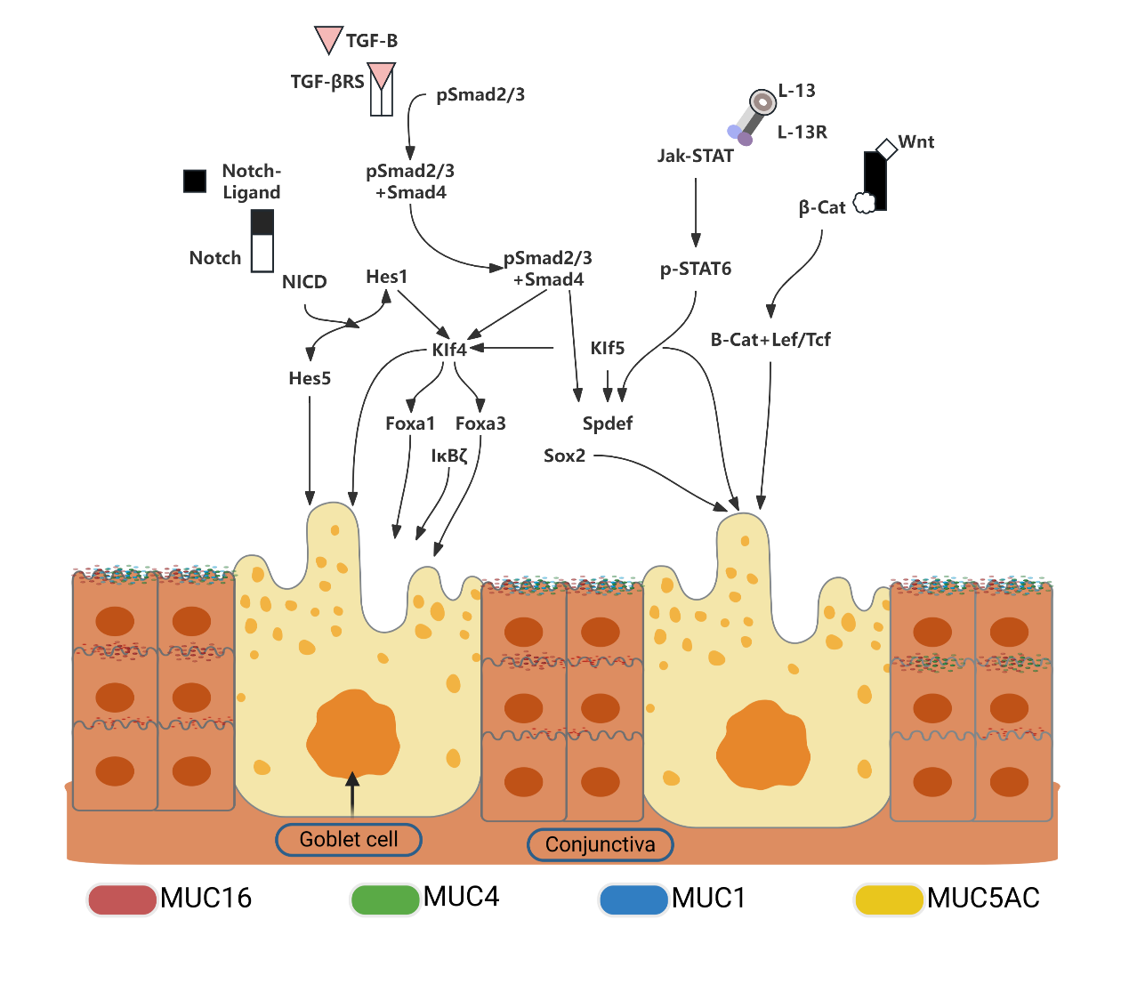Figure 2 The products and signaling pathways involved in the differentiation mechanisms of conjunctival goblet cells