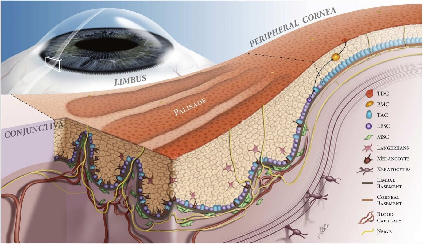 Fig 1 Hypothetical scheme of limbal stem cell niche36