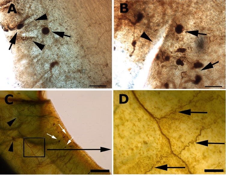 Fig 2 The whole-mount acetylcholinesterase-stained cornea