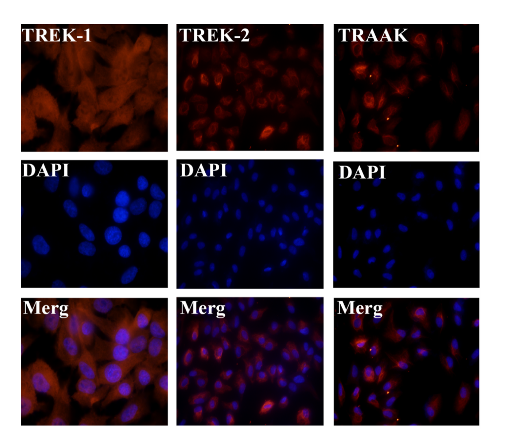 图1 TREK-TRAAK K2P在人RPE细胞的荧光表达分布 Figure 1. Expression and distribution of TREK-TRAAK K2P channels in human RPE cells