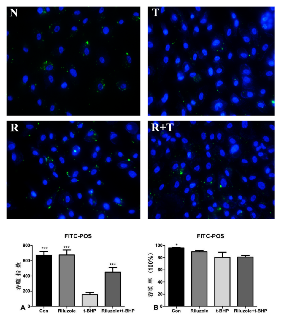 图3 各组处理后RPE细胞对FITC-POS的特异性吞噬 Figure 3. Specific phagocytosis of FITC-POS by RPE cells following different treatments