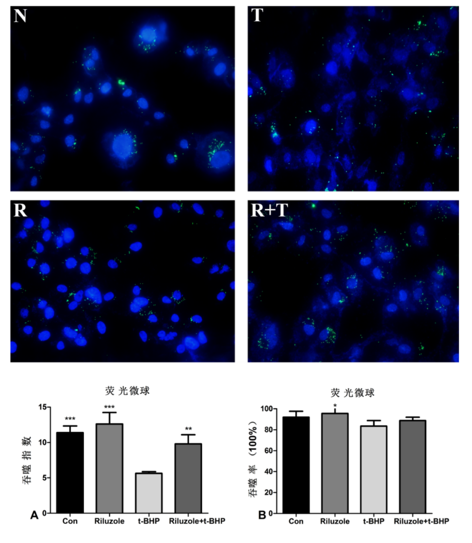 图4 各组处理后RPE细胞对荧光微球的非特异性吞噬 Figure 4. Non-specific phagocytosis of fluorescent microspheres by RPE cells following ddifferent treatments